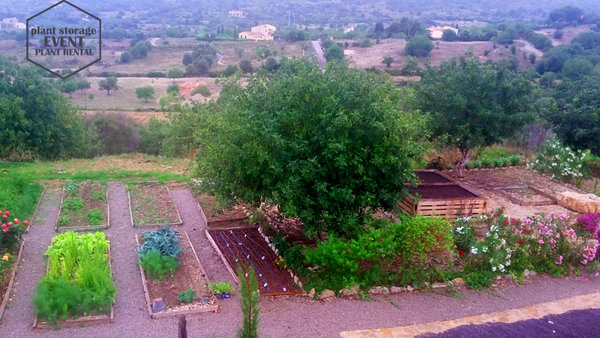 Pflanzenvermietung auf Mallorca - Agroturismo - hier ein Hochbeet mit Weissem Spargel bei Son Servera