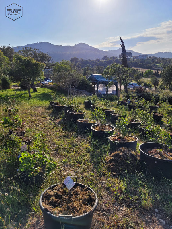 Pflanzenprojekte und Mietpflanzen auf Mallorca
