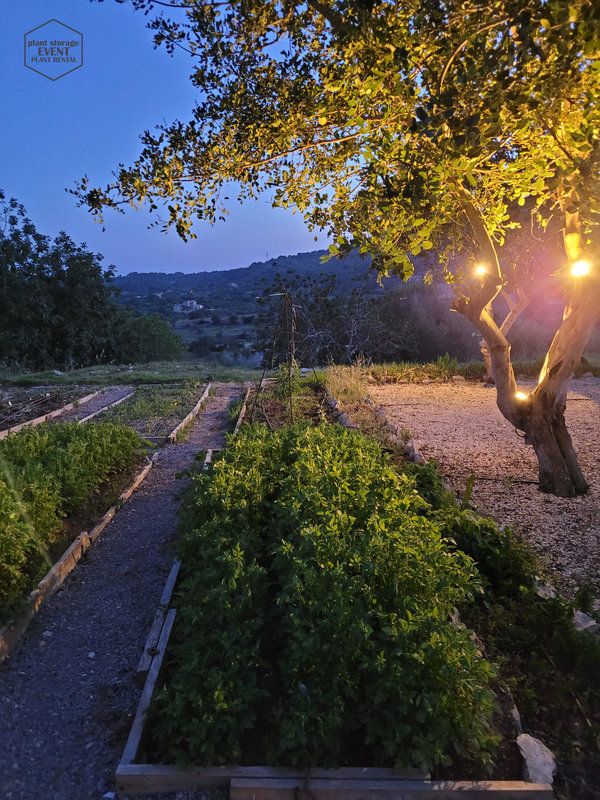 Pflanzenprojekte und Mietpflanzen auf Mallorca - Testfeld Kanarische Kartoffel