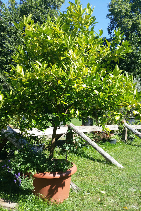 Dickstämmige Zitronenbäume (Citrus × limon)