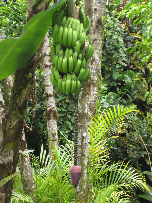 Alles Banane (Musa x paradisaca)