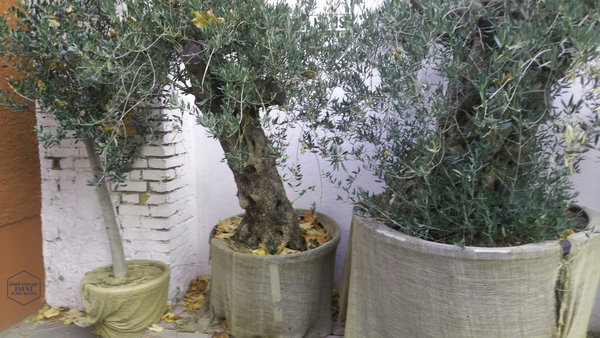 Olivenbaum - ein Geschenk der Götter  (Olea europaea)