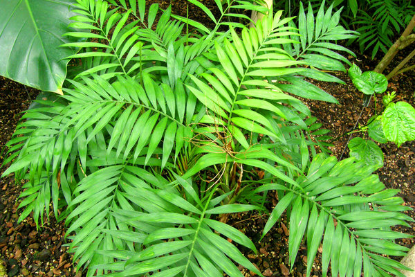 Bergpalme zu Palmsonntag (Chamaedorea elegans)