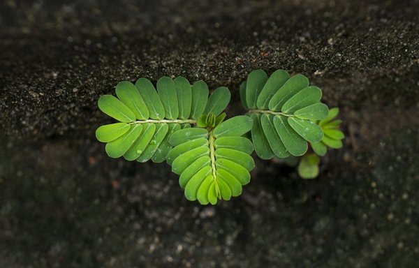 Tamarindenbaum der Tropen-Star (Tamarindus indica)