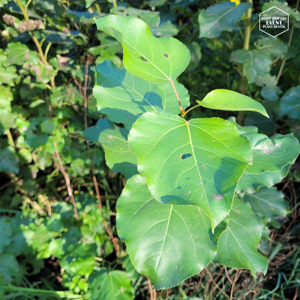 Westliche Balsam-Pappel für Energiewälder (Populus trichocarpa)